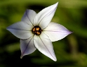 Blume DDD_3297 Kopie.jpg   26.04